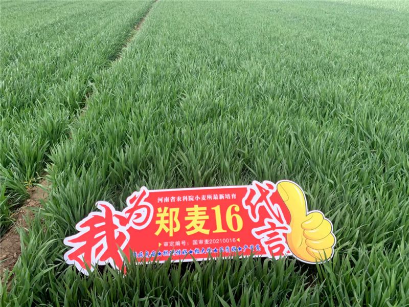 小麥的生長環境